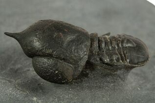 Trilobite Fossils For Sale