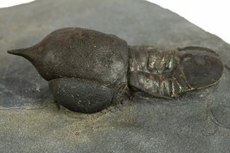 Pelagic Trilobite (Cyclopyge) Fossil - Huge Eyes #344605