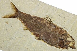 Detailed Fossil Fish (Knightia) - Wyoming #344729