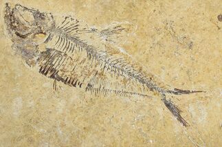 Bargain, Fossil Fish (Diplomystus) - Wyoming #344746