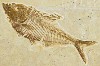 Detailed Fossil Fish (Diplomystus) - Wyoming #344752