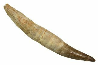 Fossil Plesiosaur (Zarafasaura) Tooth With Root #344873