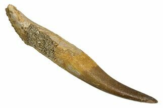 Fossil Plesiosaur (Zarafasaura) Tooth With Root #344874