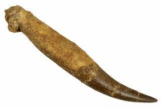 Fossil Plesiosaur (Zarafasaura) Tooth With Root #344877