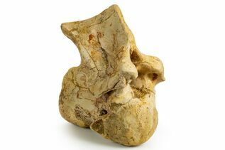 Dinosaur Fossils For Sale