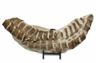Reptile & Amphibian Fossils For Sale