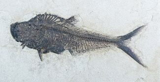 Giant / Inch Long Fossil Diplomystus #2955