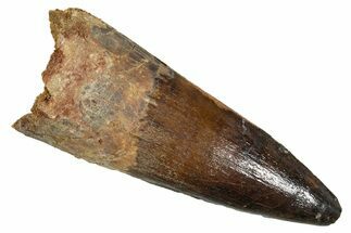 Real Fossil Spinosaurus Tooth - Beautiful Preservation #344568
