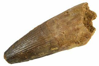 Fossil Spinosaurus Tooth - Real Dinosaur Tooth #344576