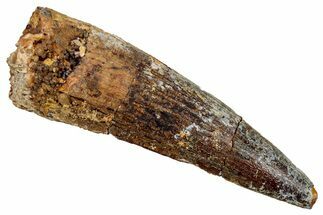 Fossil Spinosaurus Tooth - Real Dinosaur Tooth #344853