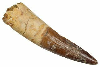 Fossil Spinosaurus Tooth - Real Dinosaur Tooth #344857