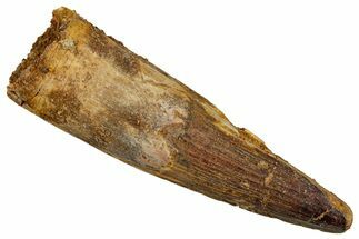 Fossil Spinosaurus Tooth - Real Dinosaur Tooth #344859