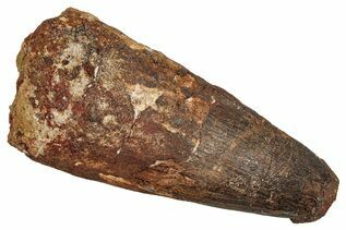 Spinosaurus Teeth For Sale