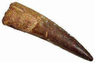 Fossil Spinosaurus Tooth - Real Dinosaur Tooth #344864