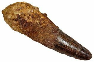 Spinosaurus Teeth For Sale