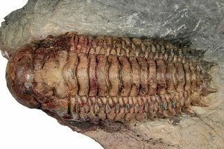 Colorful Crotalocephalina Trilobite - Atchana, Morocco #345022