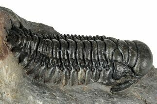 Large Crotalocephalina Trilobite - Atchana, Morocco #345028