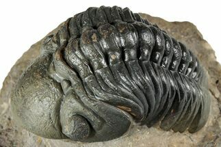 Detailed Reedops Trilobite - Atchana, Morocco #345030