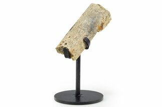 Fossil Hadrosaur Limb Bone Section w/ Metal Stand - South Dakota #339922