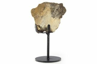 Fossil Hadrosaur Limb Bone Section w/ Metal Stand - South Dakota #339908