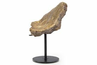Fossil Hadrosaur Vertebra Section w/ Metal Stand - South Dakota #339910