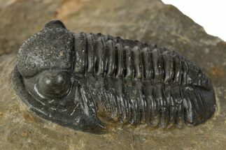 Prone Gerastos Trilobite Fossil - Morocco #345147