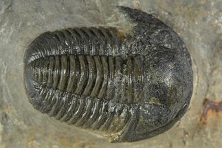 Bargain, Prone Gerastos Trilobite Fossil - Morocco #345148