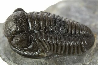 Detailed Gerastos Trilobite Fossil - Morocco #345149