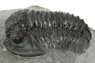 Detailed Gerastos Trilobite Fossil - Morocco #345151