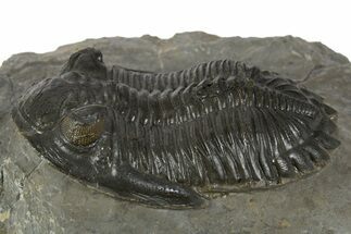 Hollardops Trilobite Fossil - Orange Eye Facets In Left Eye #345172