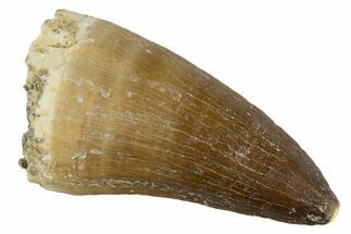 Fossil Mosasaur (Thalassotitan) Tooth - Morocco #345101