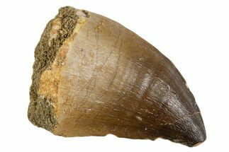 Fossil Mosasaur (Thalassotitan) Tooth - Morocco #345104