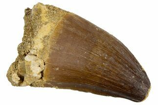 Fossil Mosasaur (Thalassotitan) Tooth - Feeding Worn Tip #345107