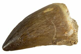 Fossil Mosasaur (Thalassotitan) Tooth - Morocco #345112