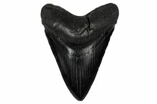 Fossil Megalodon Tooth - South Carolina #340291