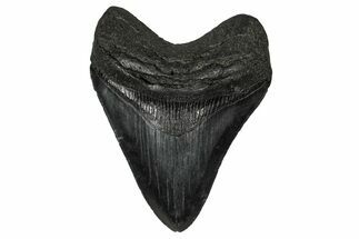 Serrated, Fossil Megalodon Tooth - South Carolina #340303