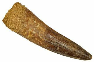Fossil Spinosaurus Tooth - Real Dinosaur Tooth #344595