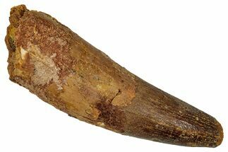 Fossil Spinosaurus Tooth - Feeding Worn Tip #344626