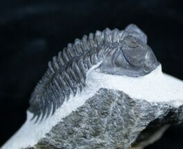 Inch Coltraneia Trilobite - Tower Eyes #2956