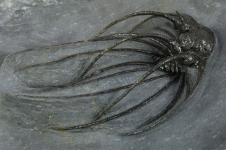 Rare, Spiny Heliopeltis Trilobite - Issoumour, Morocco #345189