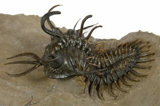 Premium Specimens For Sale