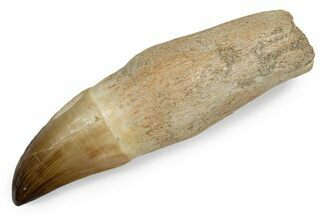 Fossil Rooted Mosasaur (Thalassotitan) Tooth - Morocco #345199