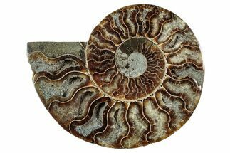 Cut & Polished Ammonite Fossil (Half) - Deep Crystal Pockets #344430