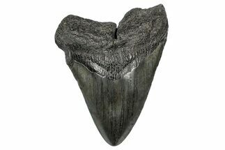 Fossil Megalodon Tooth - South Carolina #341464