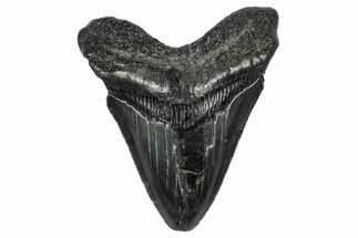 Serrated, Fossil Megalodon Tooth - South Carolina #341470