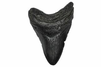 Fossil Megalodon Tooth - South Carolina #341474