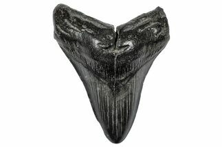 Fossil Megalodon Tooth - South Carolina #341485