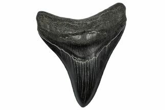 Fossil Megalodon Tooth - South Carolina #344634