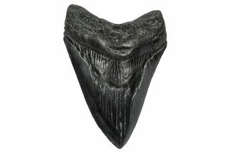 Fossil Megalodon Tooth - South Carolina #344640