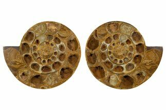 Cut & Polished Jurassic Ammonite (Perisphinctes) Fossil #344935